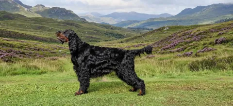 27425
