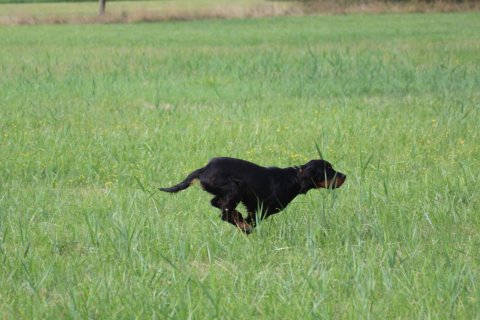 Ascanio